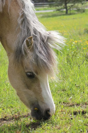 Socker 15 maj 2015