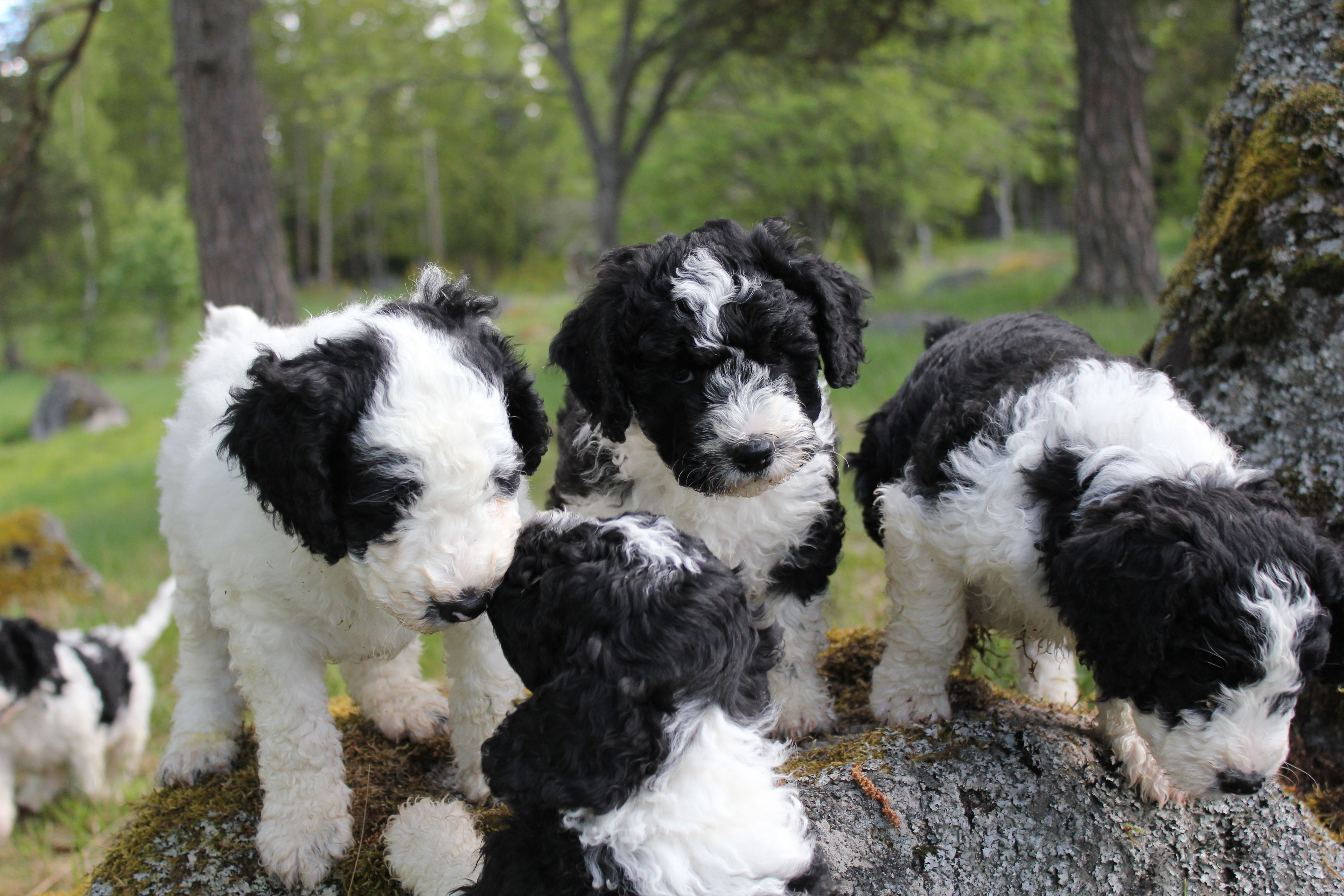 Centrum råb op Port Kastrering | Tussbergets Kennel