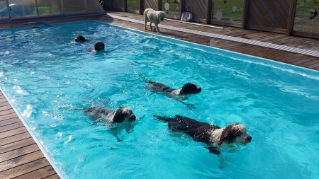 Hundar i poolen