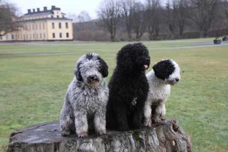 Titti, Marley och Freja