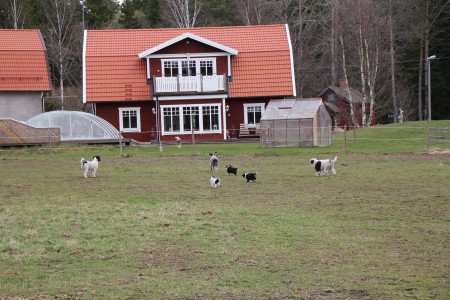 På väg hem från skogen