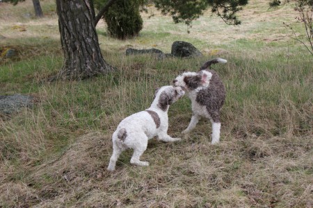 Lorenzo & Bombi