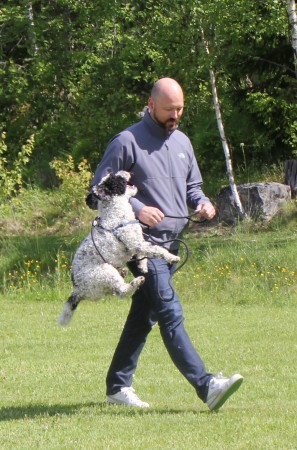 Enzo och husse promenerar.....